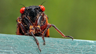 ‘Swarmageddon’ Terrifies People Who Hate Bugs, Obviously